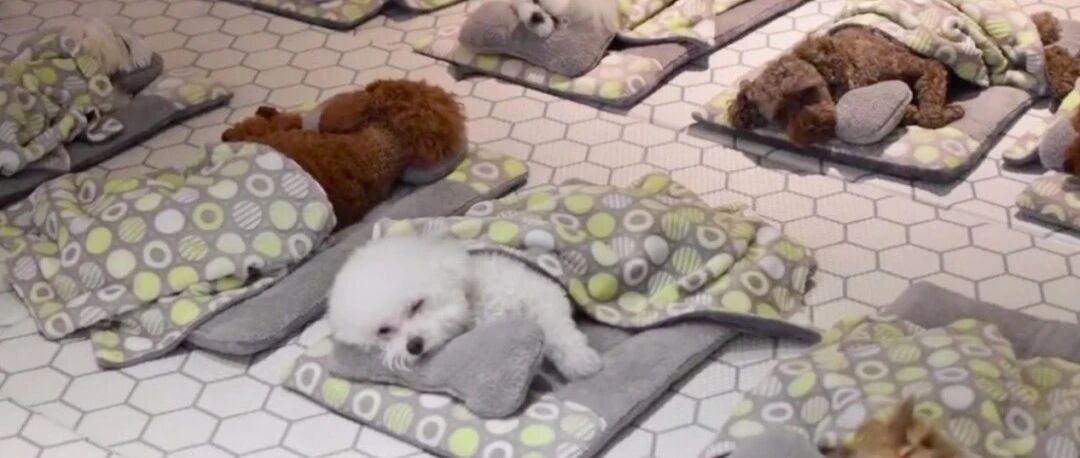 没孩子的年轻人，送宠物去上学