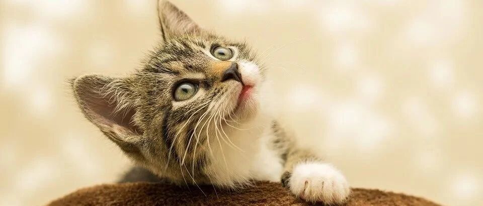 养宠的“猫狗大战”，胜负已分？