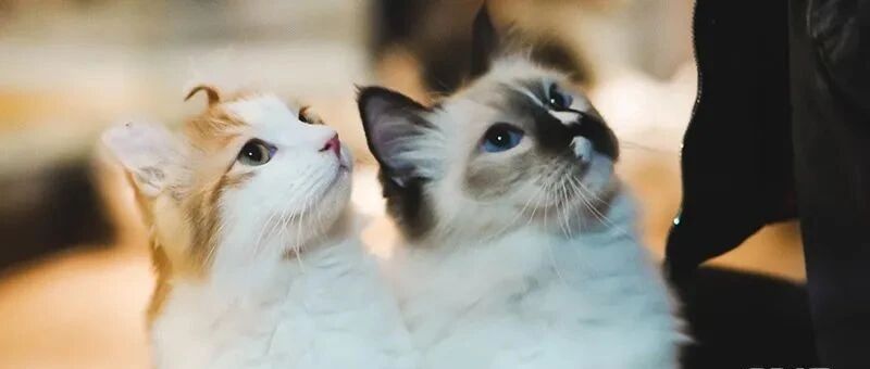 宠物网红：替人赚钱的工具猫狗