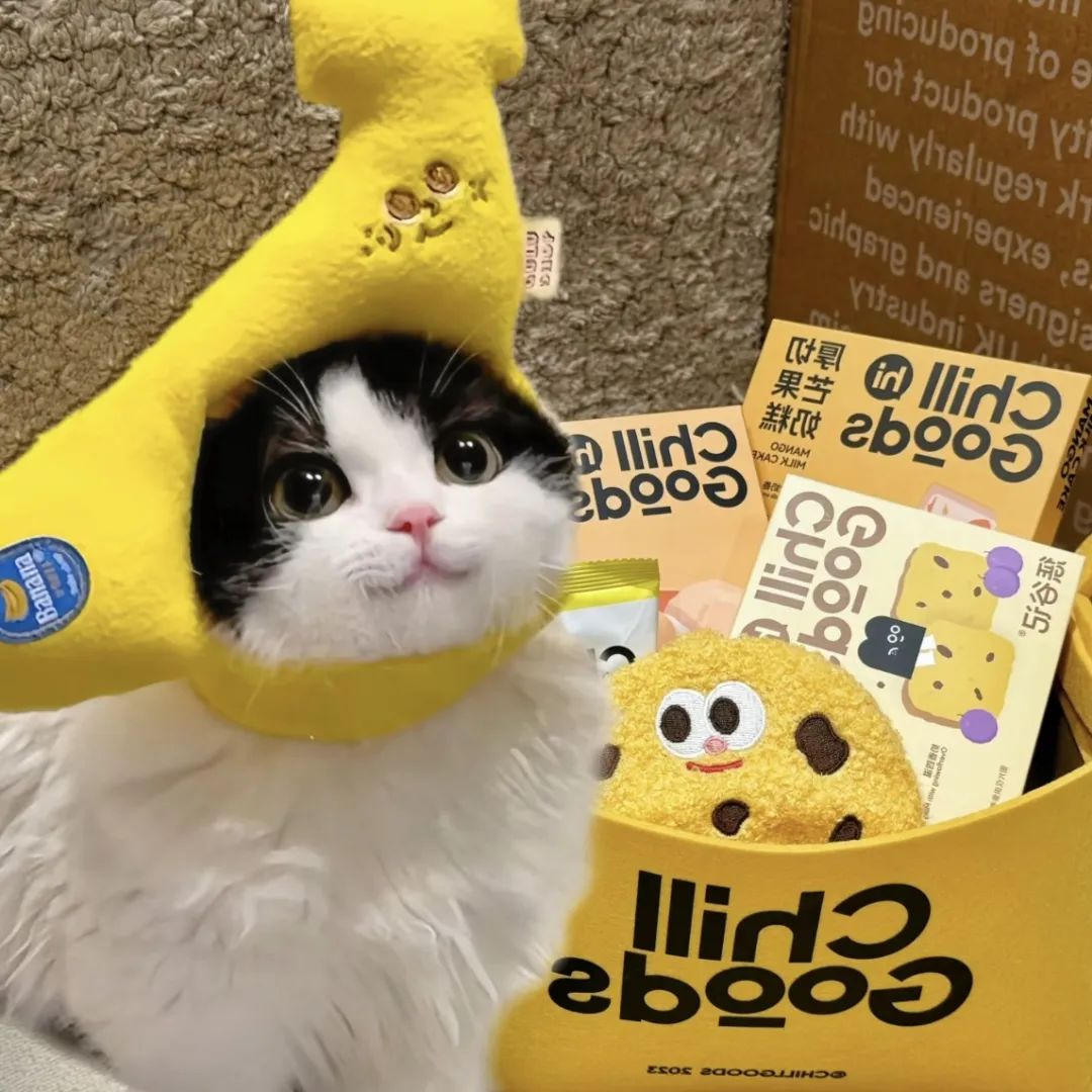 炫耀一下我的小猫