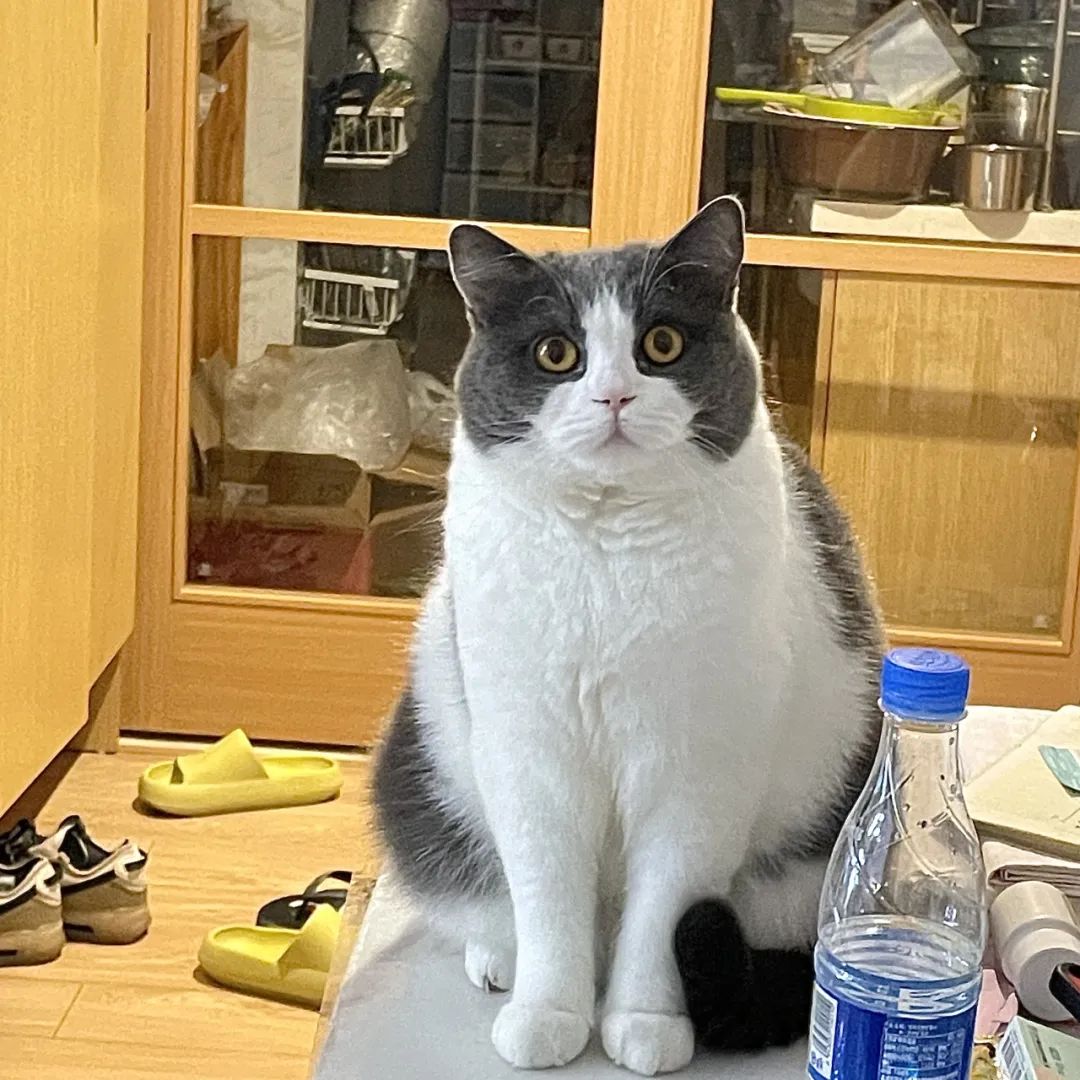 炫耀一下我的小猫,晒猫朋友圈文案～与猫猫度过的时光从不会觉得荒废