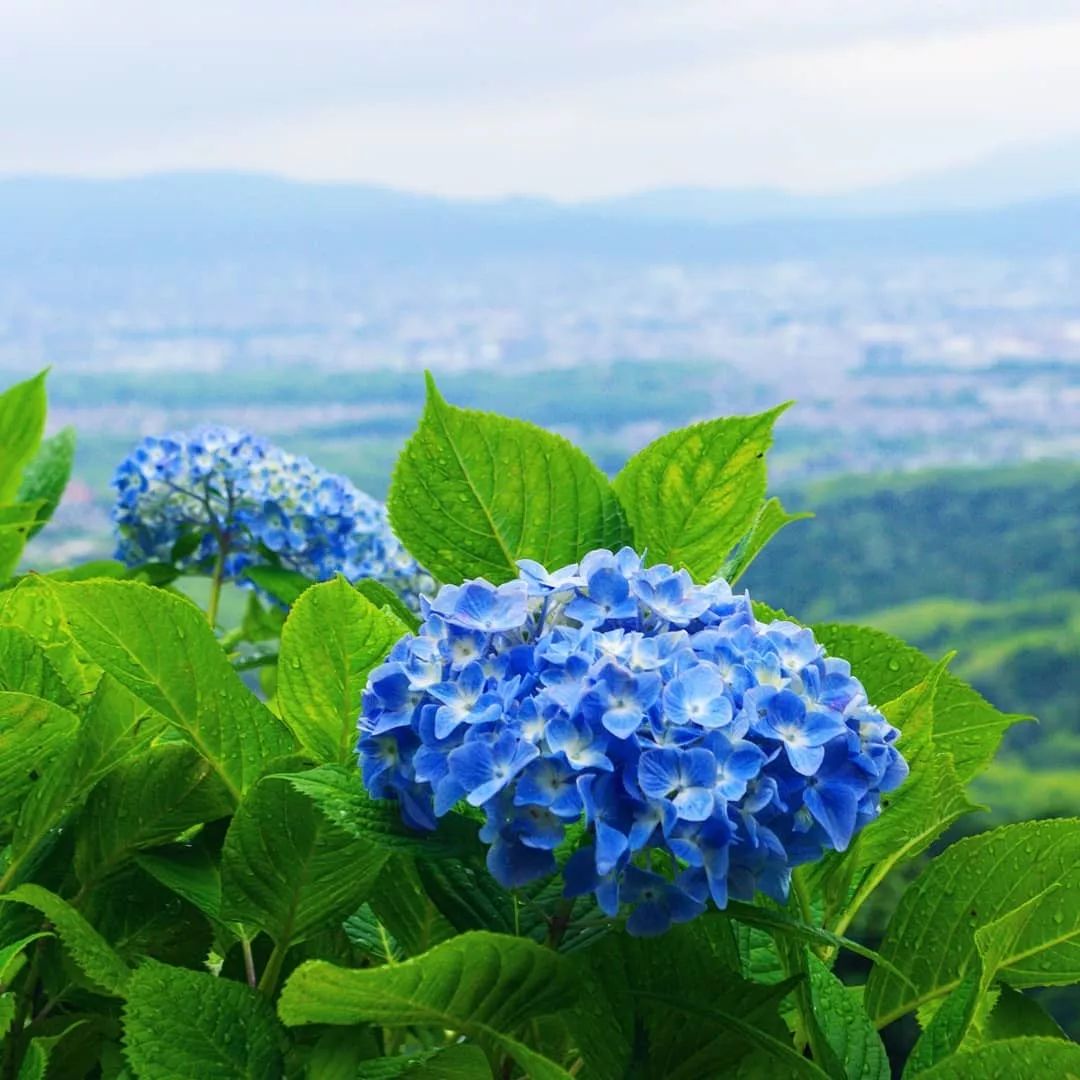 圖解種草 19日本紫陽花9大觀賞地推薦 窮遊網 微文庫