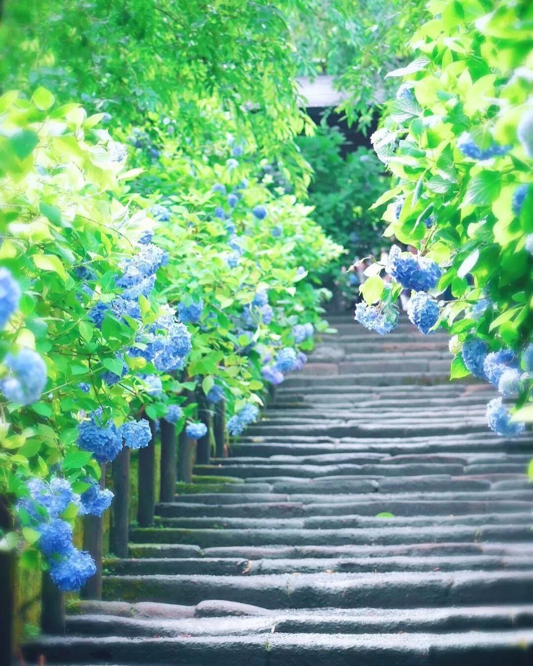 初夏限定云赏花 日本最美紫阳花11名所推荐 日本种草大会 微信公众号文章阅读 Wemp