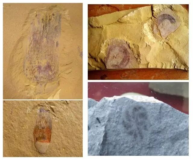 神奇动物在哪里