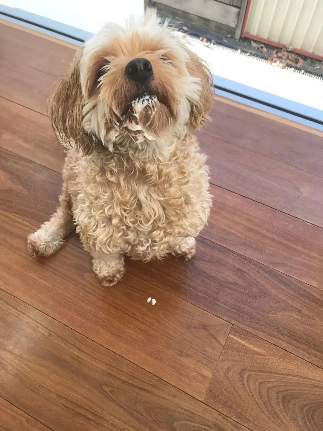 悉尼狗狗吃生骨肉数小时后死亡 悉尼的主人们快来看看吧 猫猫狗狗在悉尼 微信公众号文章 微小领