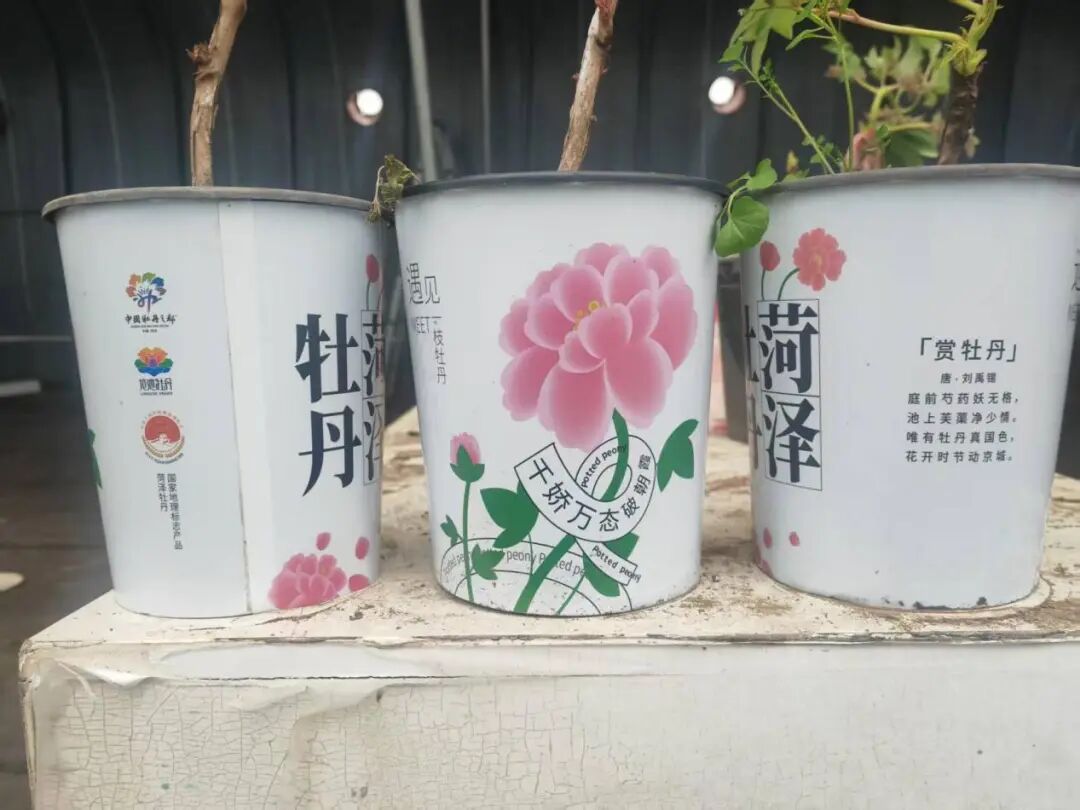 31c76c8063a9d27e2e2ffe8068716e7