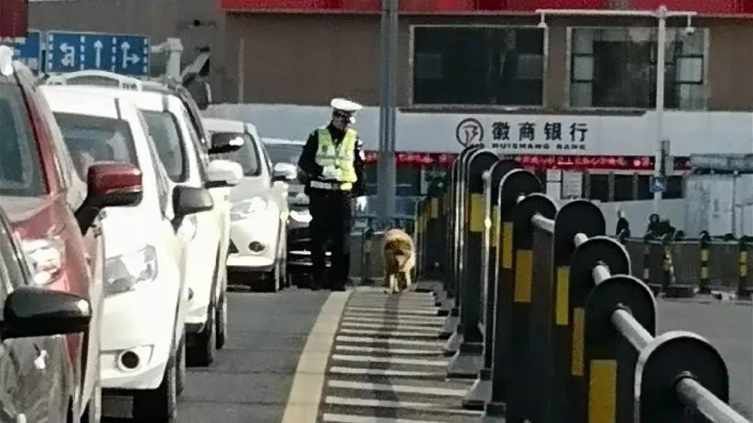 早高峰！合肥女司機對交警說句話！然後發生這一幕！ 未分類 第3張