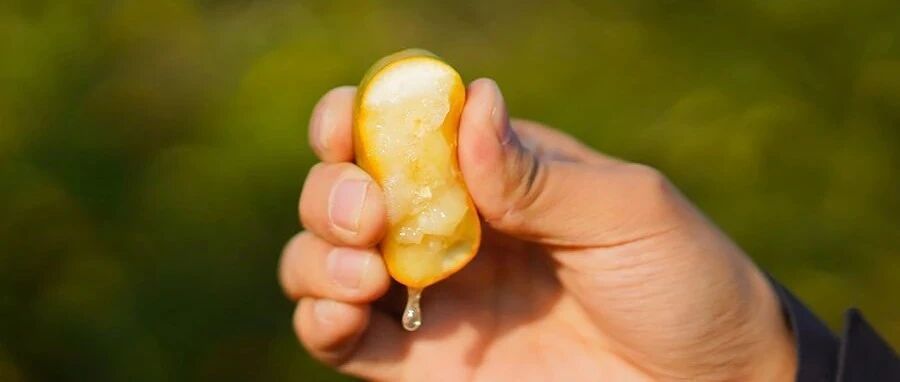 冬天养生就吃它，和甘蔗一样甜