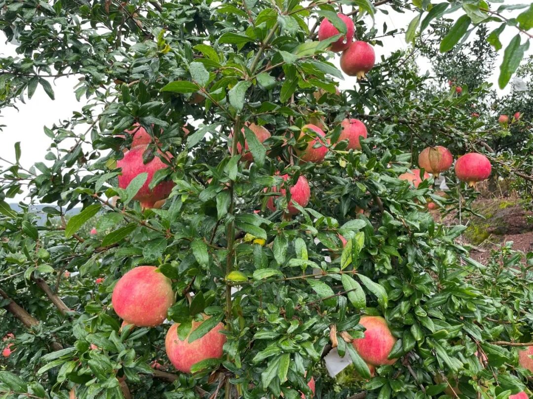 会理突尼斯石榴 软籽爆汁超好吃 柠檬资讯