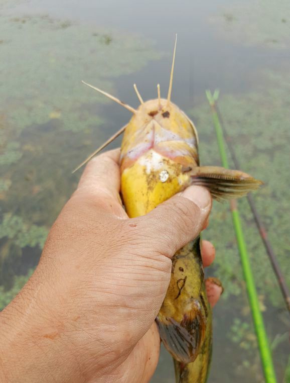 鄉下黃刺魚成窩,城裡賣百元一斤,村民嫌髒不吃