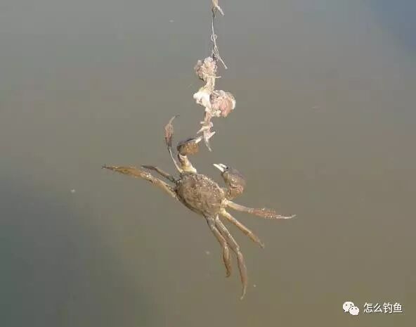 螃蟹怎么钓?钓螃蟹的方法与技巧!
