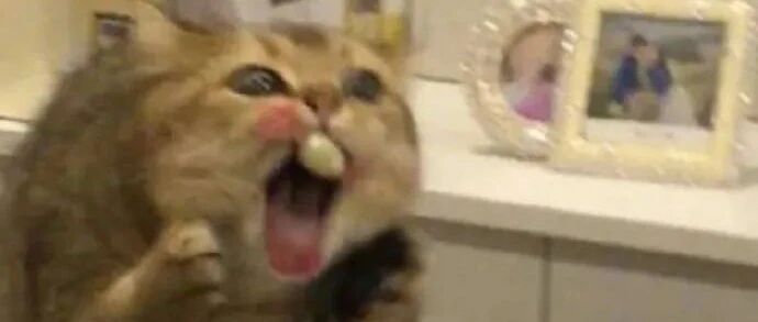 猫咪偷吃糖果，结果黏着牙缝了！