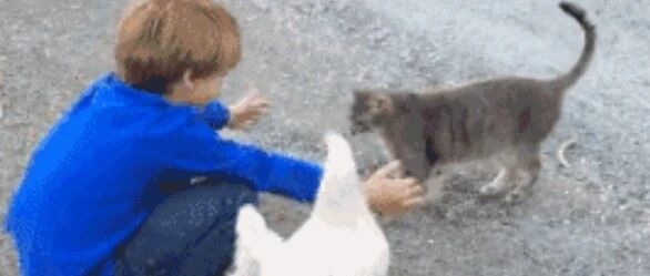 小男孩抱猫，半路杀出一只鸡投怀送抱......