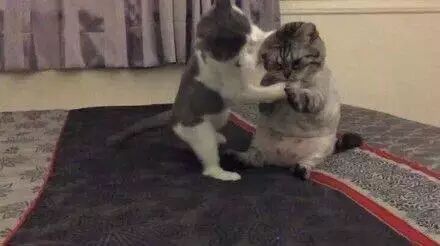 喵星人看到家里另一只喵星人长得太胖了，看不过眼