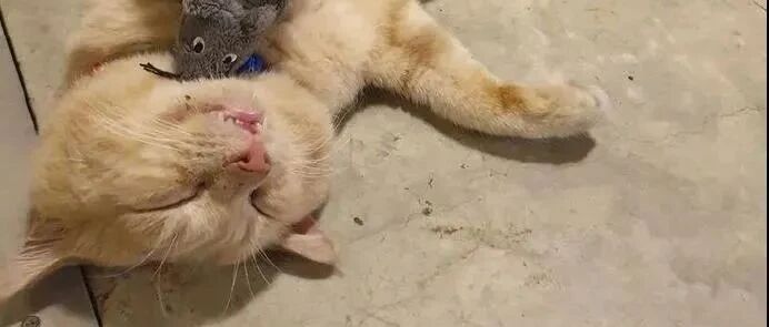 一群人吃的很香，而橘猫在旁边睡的更香，还抱个老鼠