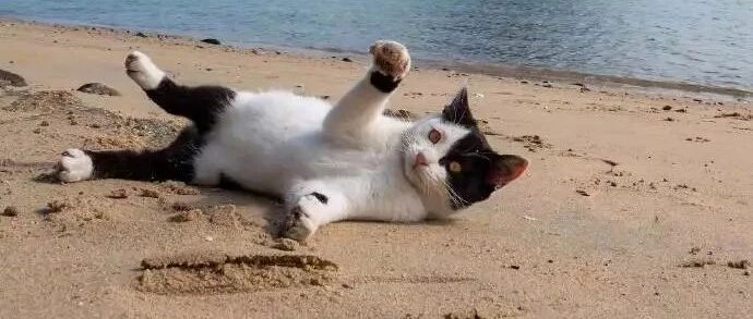 看看猫岛上的猫咪们，午后悠闲的时光是怎么过的