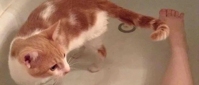 养了猫之后，毫无隐私可言！！