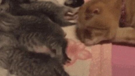 猫妈妈辛苦生了几只小猫咪，结果猫粑粑看到后...