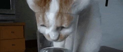 小猫每天站着等主人挤牛奶喝，模样让人想起自己家那只蠢猫~