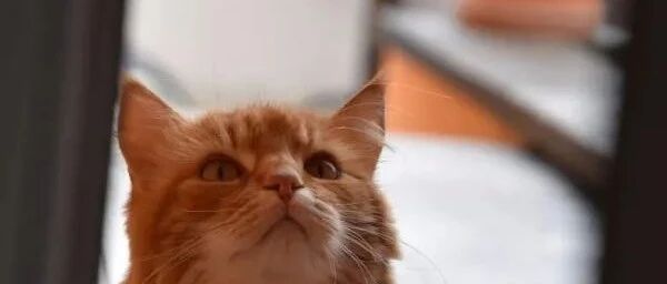 没养猫，每天却有猫来打招呼，网友：这便宜捡得真好，屎都不用铲！