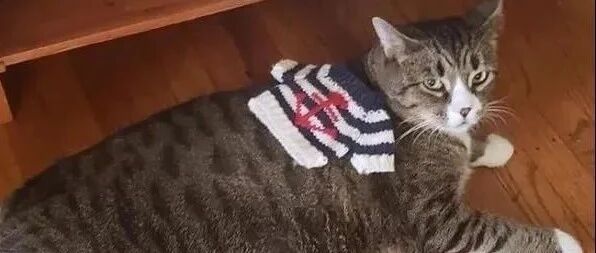 小时候特意给猫织了个毛衣，可长大后比例有点。。