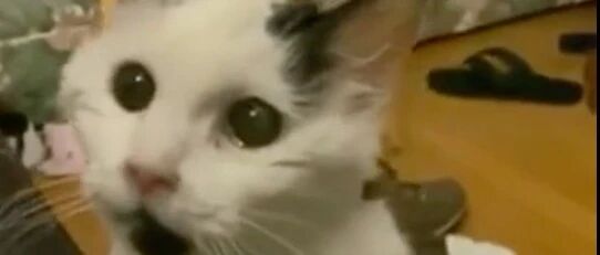 猫29岁了，但它依然喜欢这样跟主人讨摸摸，好可爱！