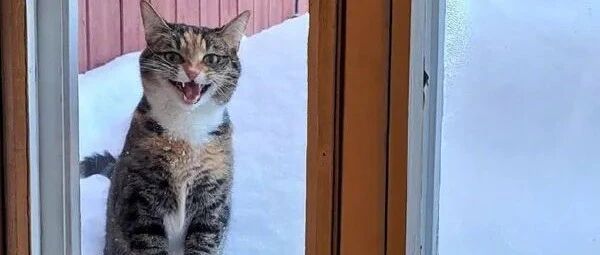 网友好心让猫咪进屋取暖，可没想到…小家伙竟然有两幅面孔！