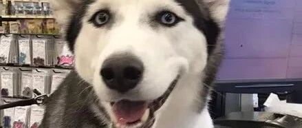 主人带二哈去逛超市，结账的时候，它的举动让全场都笑喷了...