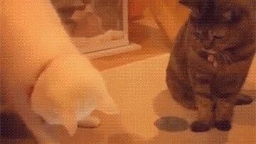 猫咪捉不到鱼，抬手就揍旁边猫咪...
