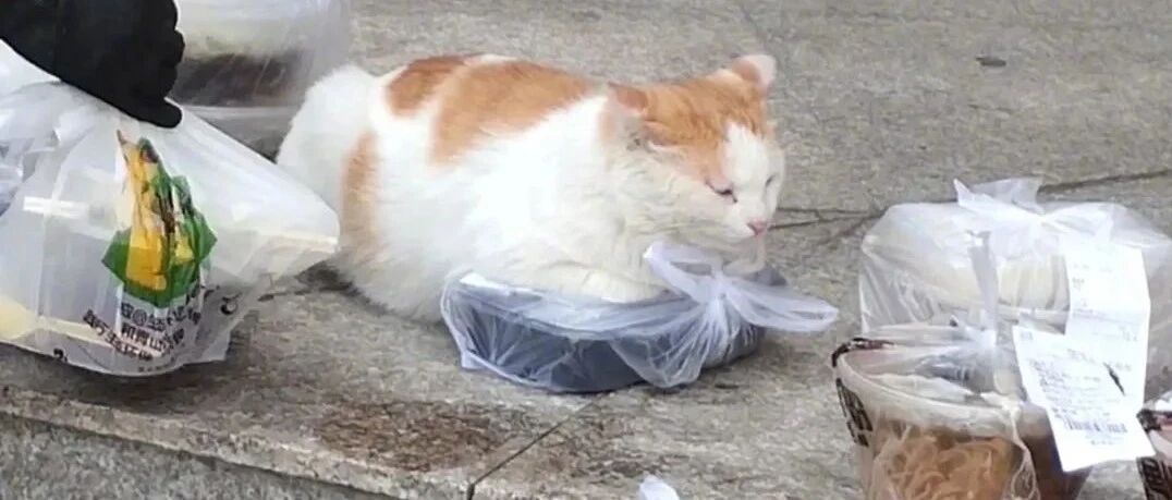 小猫咪能有什么坏心眼，它只想暖手手。