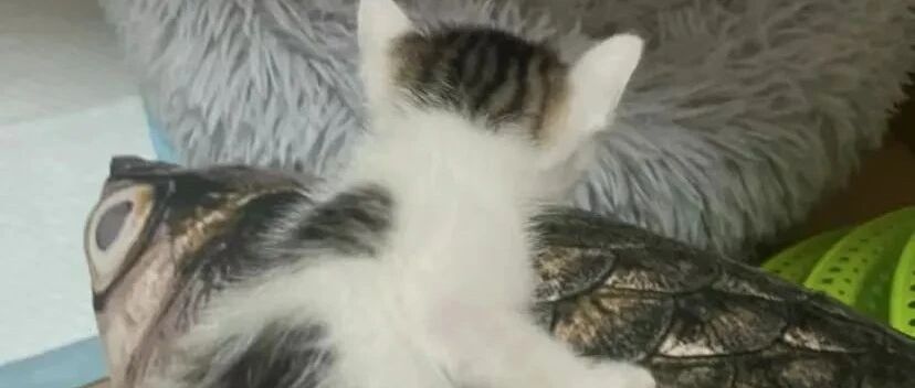 给喵主子买玩具时，一定要记得看尺寸，不然...