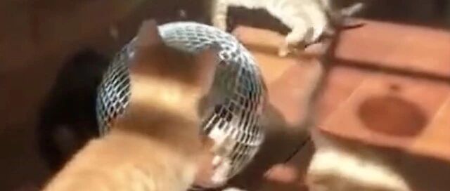 主人给猫们买了个KTV炫灯，猫们都玩疯了，哈哈，好玩！