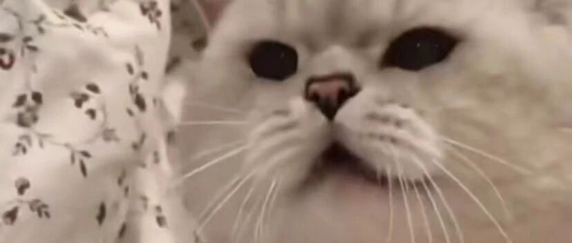 小猫咪生气时肺活量太足了：“什么事情气成这样啊？哈哈哈哈…”