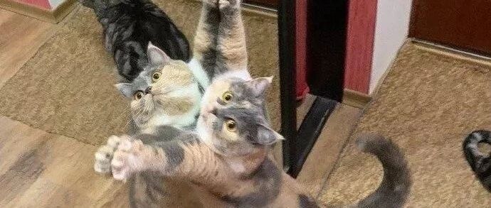 第一次照镜子的猫咪，这表情，是被自己帅到了吗，哈哈？