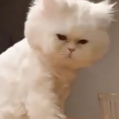 趁家里没人，猫咪带十几只伙伴闯空门吃自助：随便吃，我请客！