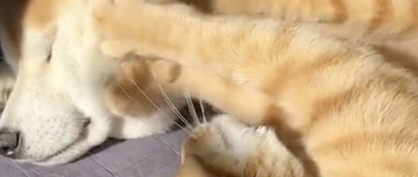 这柴柴的脸又大又软，猫咪踩着都停不下来了