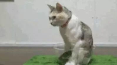 铲屎官给猫咪买了一个大碗