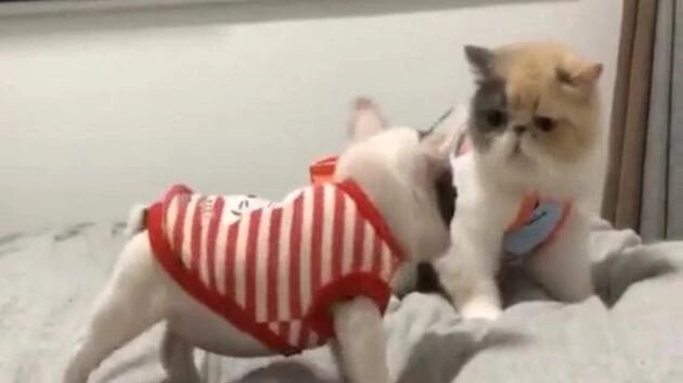 小法斗误将猫咪认成妈妈却惨遭拒绝，一脸委屈..