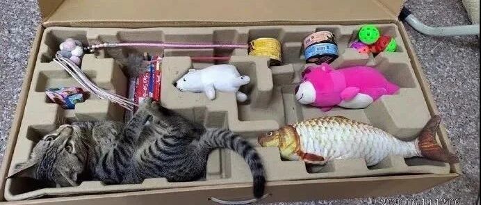 买了一大盒的玩具给猫，刚打开猫就钻进去，很喜欢的亚子