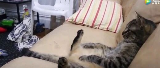 网友家的猫咪看电视时坐姿奇葩，乖萌乖萌的~