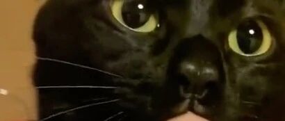 铲屎官说猫喜欢吮吸它的手指，看起来像...