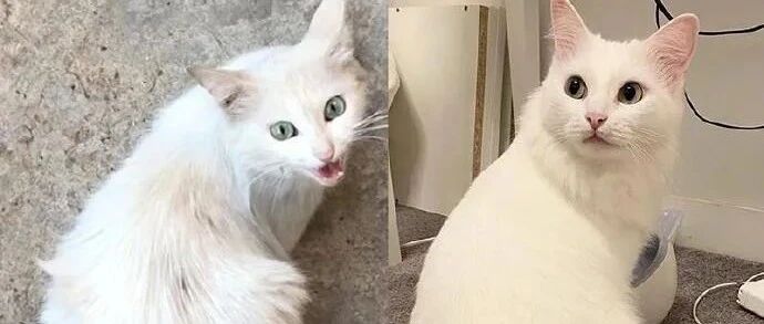 一年前救下的猫，养到现在再一对比，这变化真大！