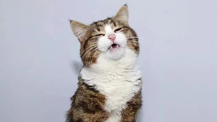 猫咪被虐待致残，却依旧乐观积极，用表情包逗乐无数人