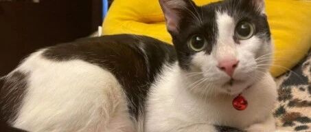 猫奴担心奶奶把猫扔了，就偷偷装了个监控，结果看到这一幕...