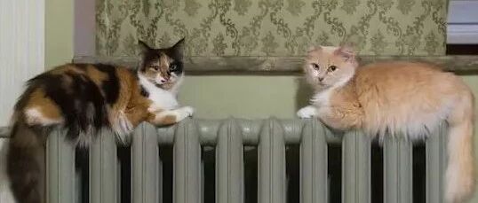 南方猫来到北方之后，竟因贪恋暖气而被举报为“渣猫”！