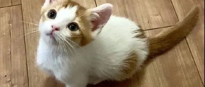 猫在厨房门口等吃的，可被告知不是给它的就。。