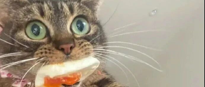 超贪吃的猫，只要主人一吃饭它就偷吃，连垃圾桶都不放过！