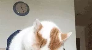 主人拍下猫咪啃箱子时的画面，哈哈，张张都是表情包，感受下...