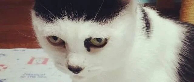 这猫怎么越长越像人了......