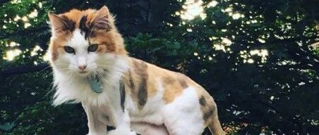 剃了毛的猫屁股，咋就这么诱人呢！